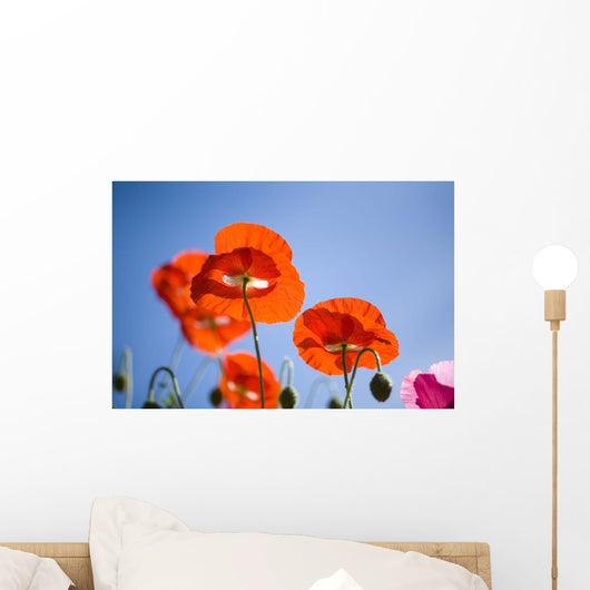 Shirley Poppies Wall Mural