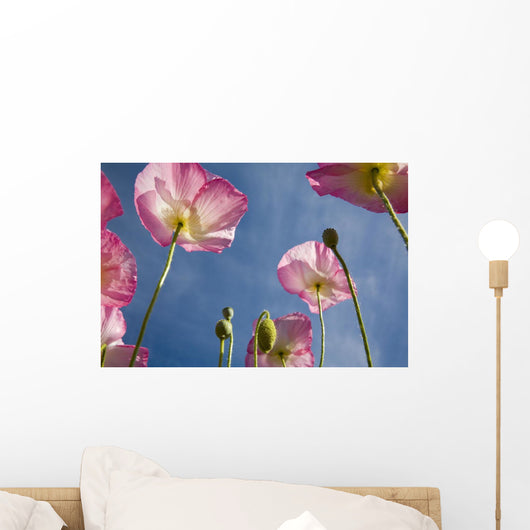 Shirley Poppies Wall Mural