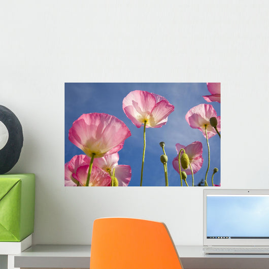 Shirley Poppies Wall Mural