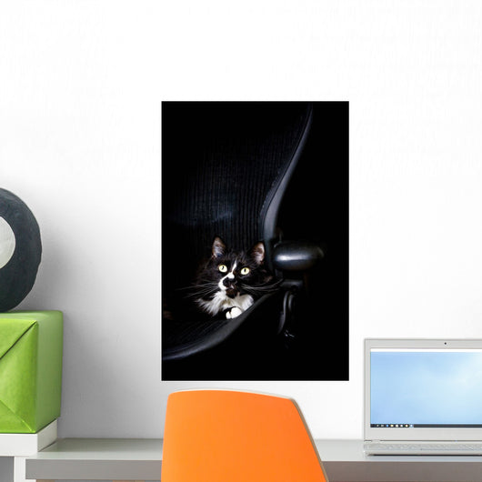 Black Cat Wall Mural