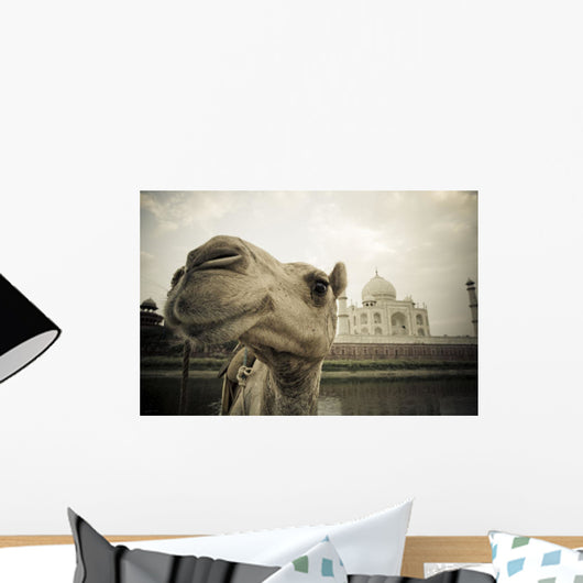Camel In Front Of The Yamuna River And Taj Mahal Wall Mural