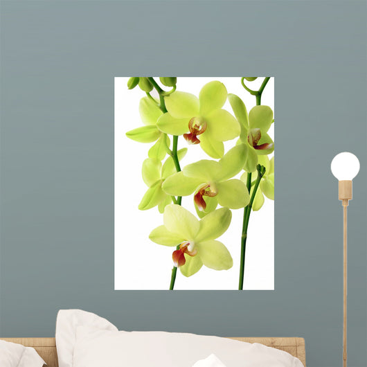 Yellow Orchid