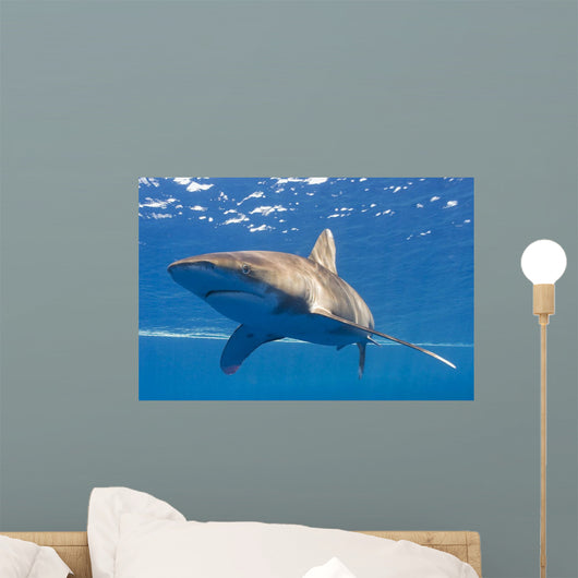 Longimanus