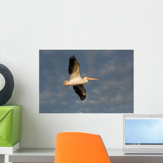 American White Pelican Wall Mural