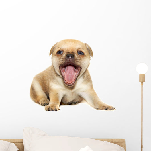 Chihuahua Dog on White Background Wall Decal