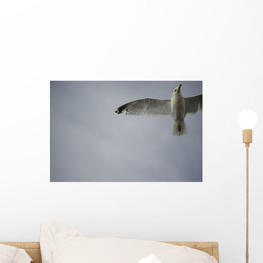Seagull Wall Mural