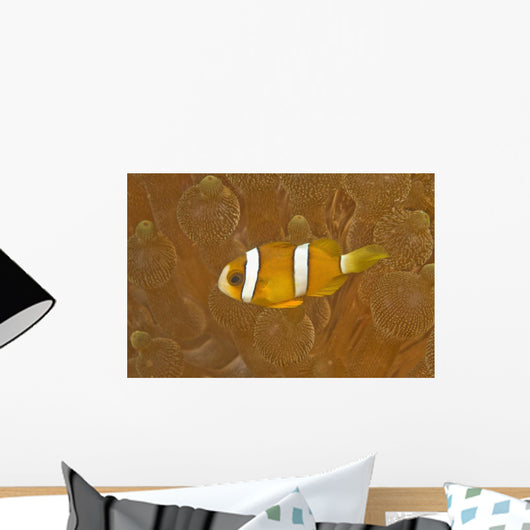 Anemonefish, Sea Anemone, Puerto Galera, Philippines, Asia, Europe Wall Mural