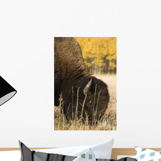Buffalo Grazing Wall Mural