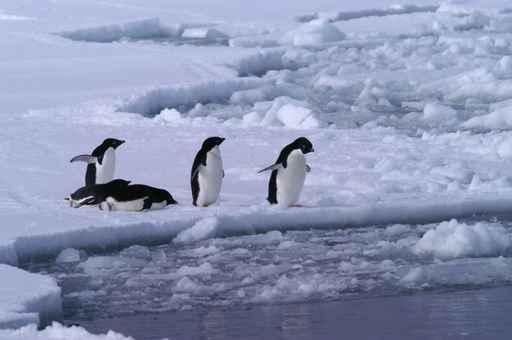 Adelie Penguin Wall Decal