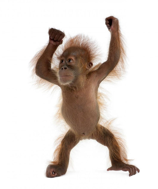 Baby Sumatran Orangutan Standing Wall Decal Design 2