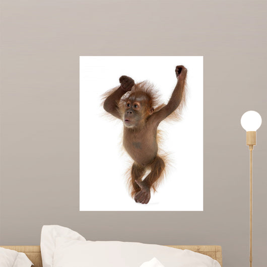 Baby Sumatran Orangutan Wall Decal Design 2