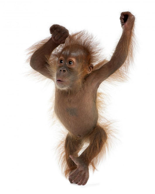 Baby Sumatran Orangutan Wall Decal