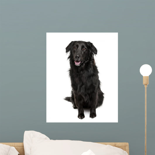 Cross-Breed Between a Labrador and Australian Shepherd Wall Decal