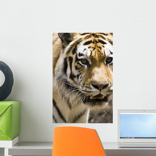 Tiger Wall Mural
