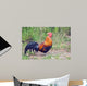 Rooster
