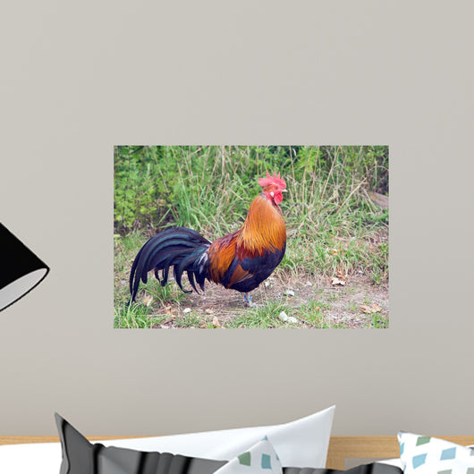 Rooster