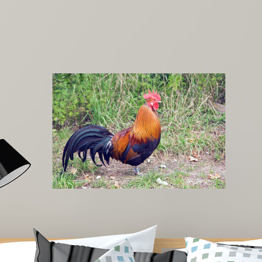 Rooster