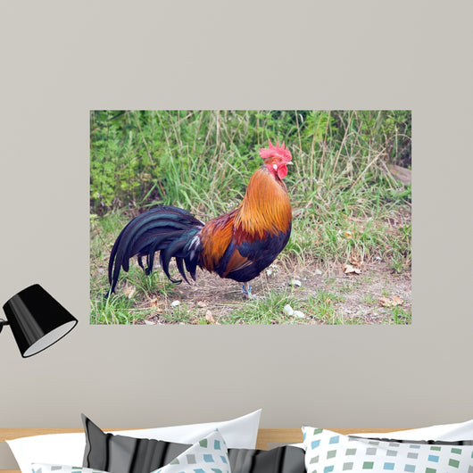 Rooster