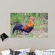 Rooster