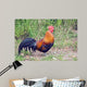 Rooster