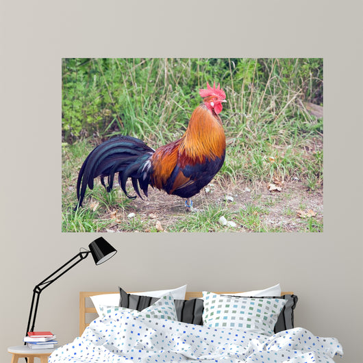 Rooster