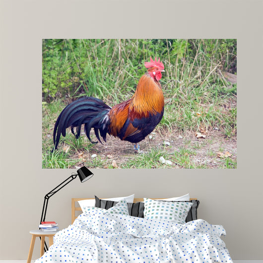Rooster