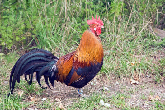 Rooster