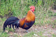 Rooster
