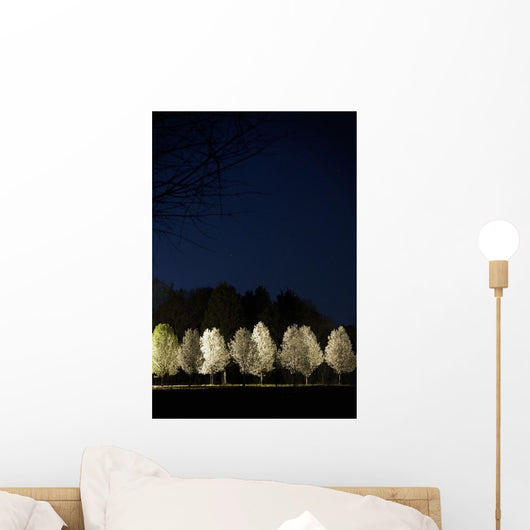 Bradford Pear Trees, Tennessee, Usa Wall Mural