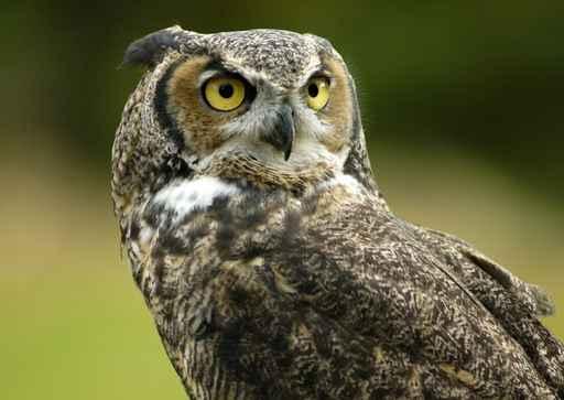 Horned Owl Wall Decal