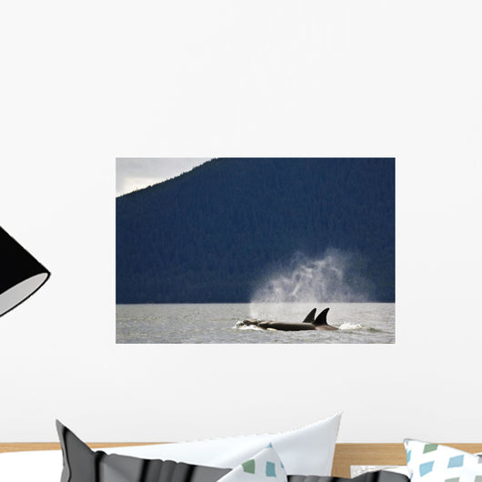 Killer Whales, Alaska, Usa Wall Mural