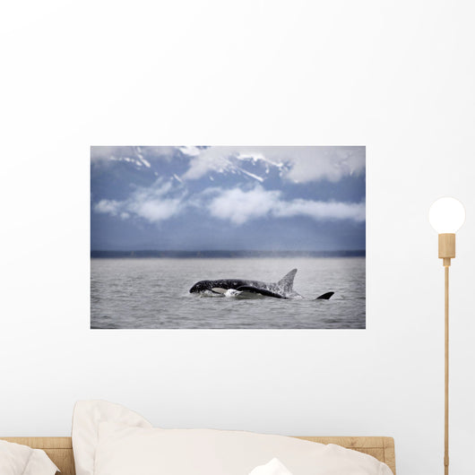 Killer Whales, Alaska Wall Mural