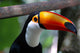 Toucan Brazil Wall Mural
