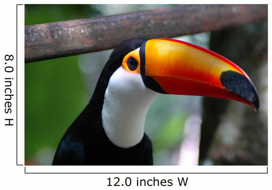 Toucan Brazil Wall Mural