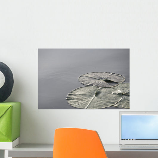 Large Lily Pads On Lake, Lake Of The Woods, Ontario, Canada Wall Mural