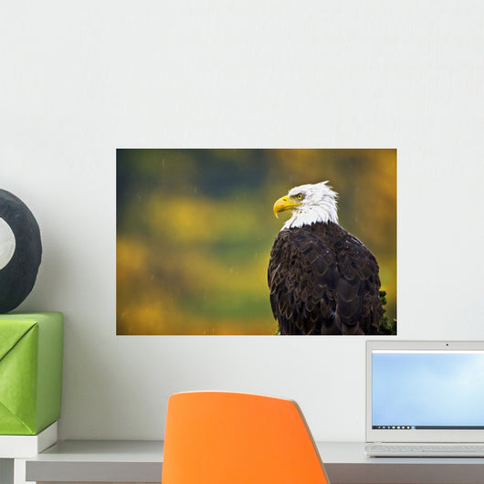 Side View Of American Bald Eagle Wall Mural