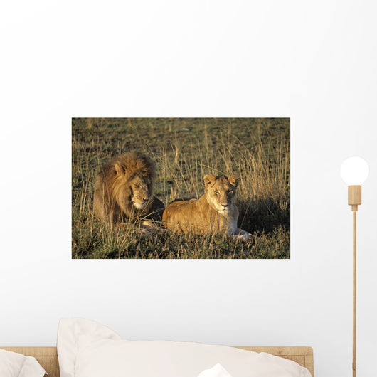 Male And Female Lion In Grass Wall Mural