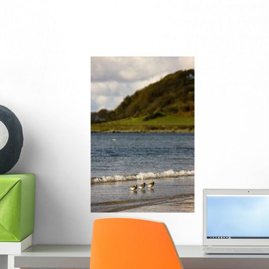 Three Birds In The Water At The Shore Wall Mural