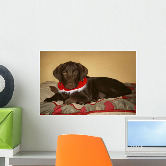 Dog With Christmas Collar Wall Mural