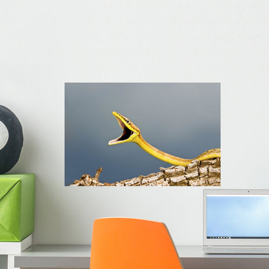 A Defensive Brown Vine Snake Wall Mural