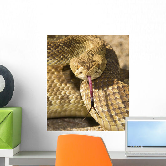 A Defensive Mojave Green Rattlesnake Wall Mural