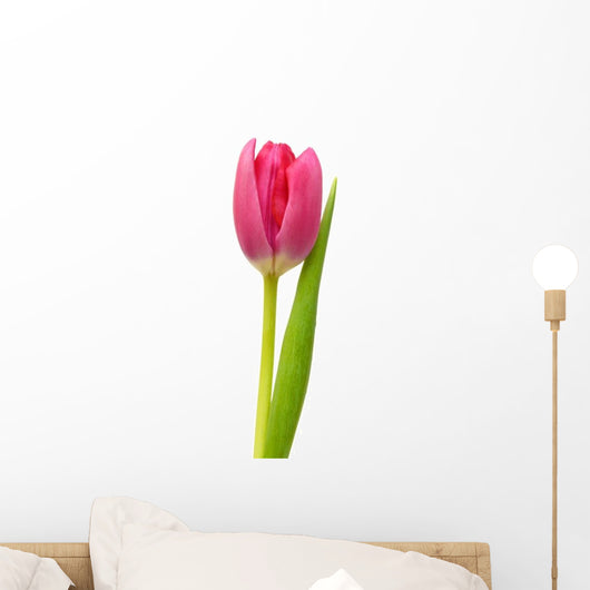 Single Pink Tulip Wall Decal