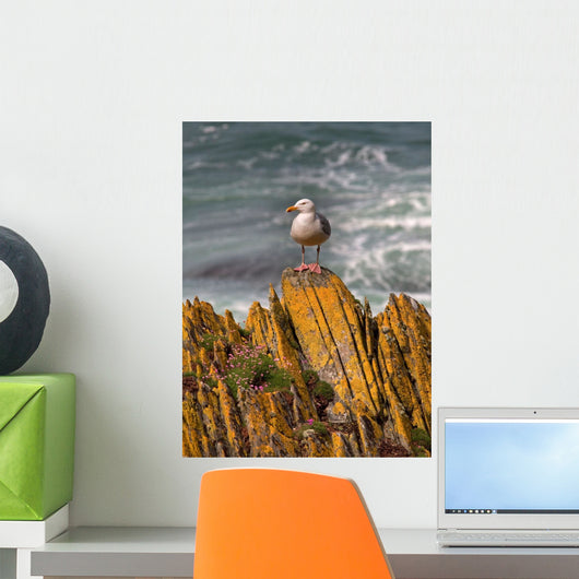 A Herring Gull, Colonsay, Scotland Wall Mural