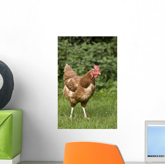 Chicken In A Field Wall Mural
