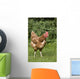 Chicken In A Field Wall Mural