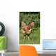 Chicken In A Field Wall Mural