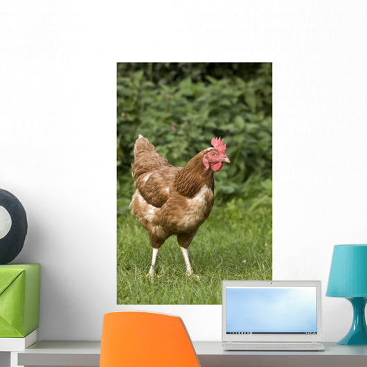 Chicken In A Field Wall Mural