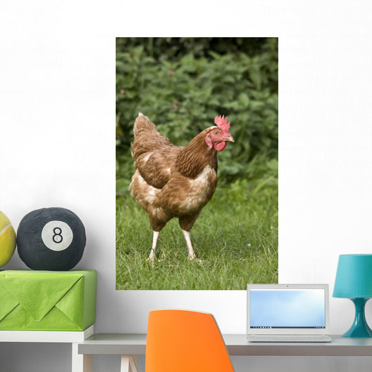 Chicken In A Field Wall Mural