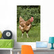 Chicken In A Field Wall Mural