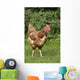 Chicken In A Field Wall Mural